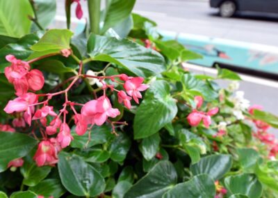 Planters on Richmond St